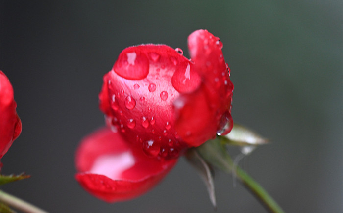 草木發芽 雨潤花開