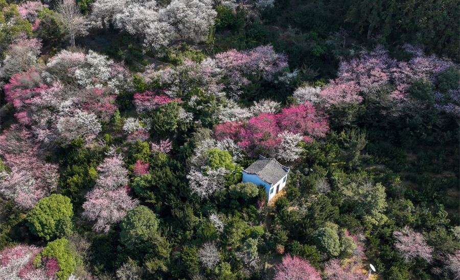 安徽黄山：卖花渔村春光美