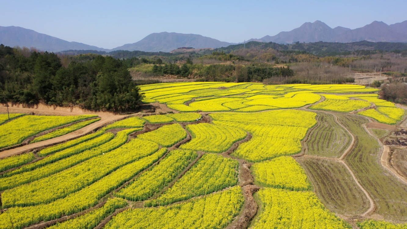 安徽旌德油菜花开 遇见“春天”