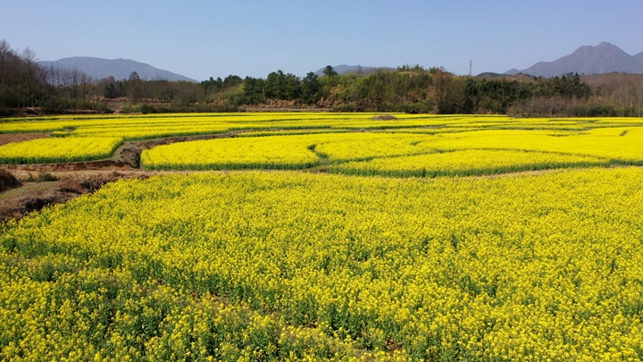 安徽旌德油菜花开 遇见“春天”