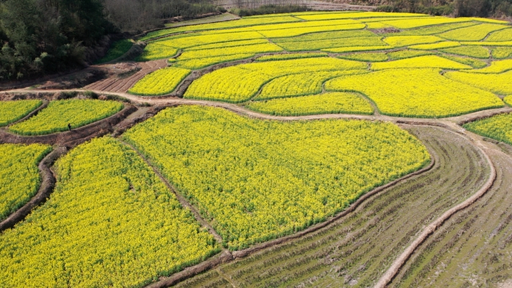 安徽旌德油菜花开 遇见“春天”