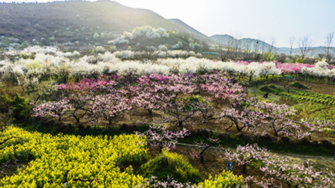 淮南春来早 山花烂漫时