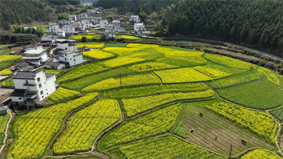 安徽黃山：田園春色美