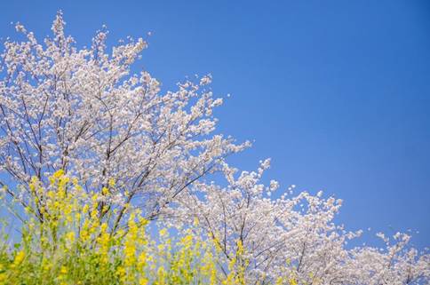 邂逅春天，來蜀山赴一場櫻花盛宴