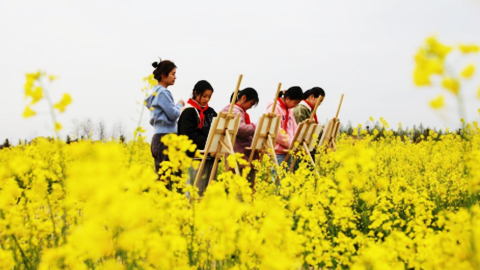 油菜花開鄉村美