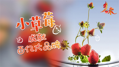 乡味|安徽长丰：小草莓成就百亿大品牌