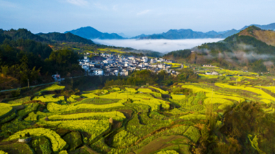 安徽绩溪：油菜花开乡村美