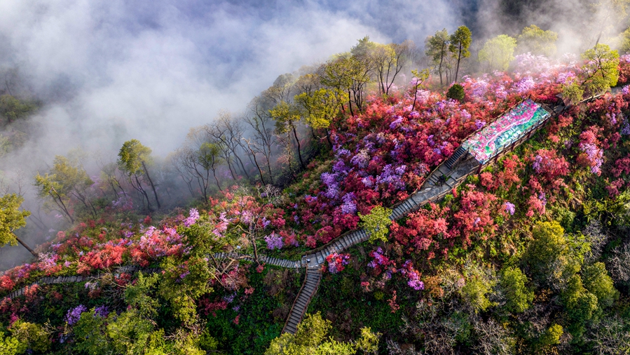 【“飞阅”中国】云岭杜鹃映山红