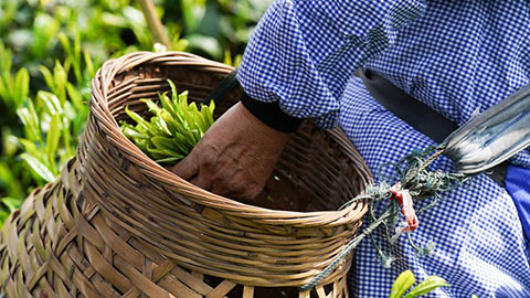 安徽:太平猴魁开园采摘