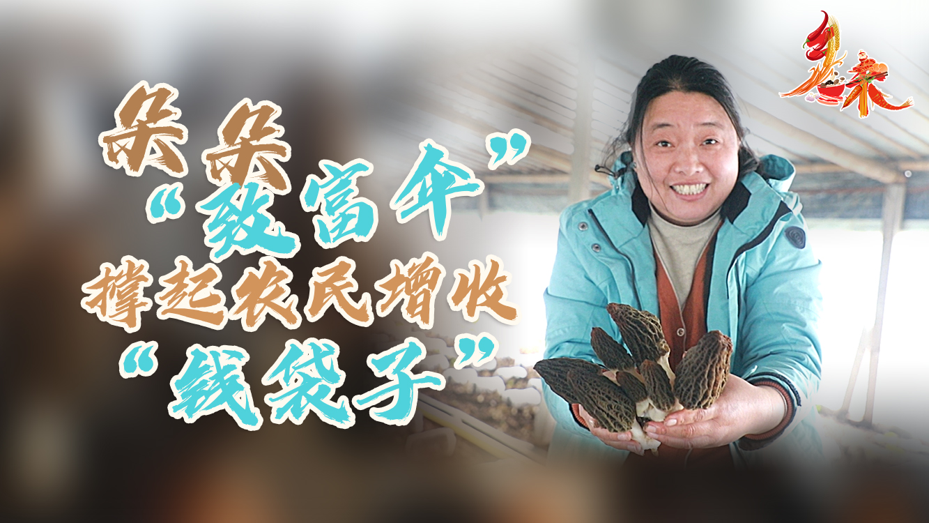 安徽界首:朵朵"致富伞"撑起农民增收"钱袋子"
