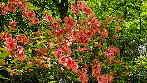 杜鹃花开 扮靓黄山