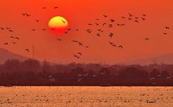 安徽黄陂湖：候鸟越冬的“天堂”