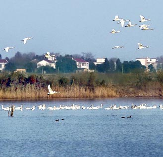 安徽黄陂湖：候鸟越冬的“天堂”